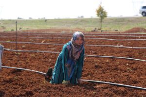A young Syrian girl works in a farm to help support her family