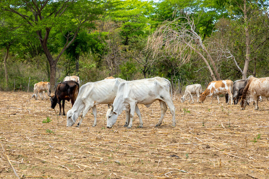 cows in on dried up farmland