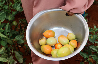 yellow and orange tomatoes in grey bin