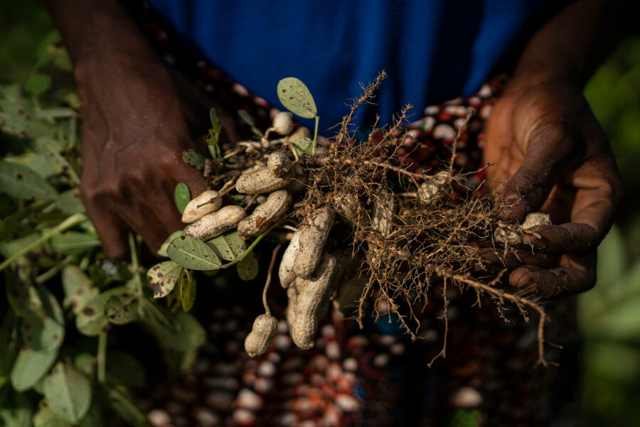 hands holding bundle of peanuts