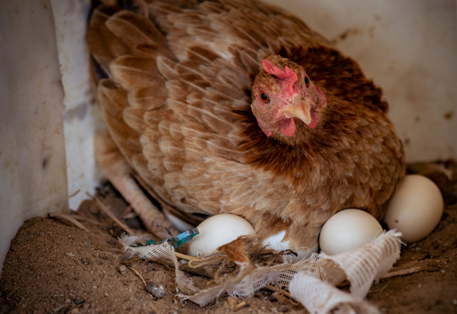 chicken with eggs