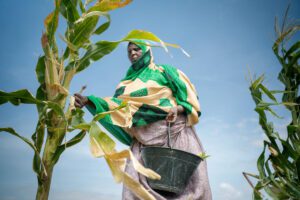 Farmer in Somalia picks corn