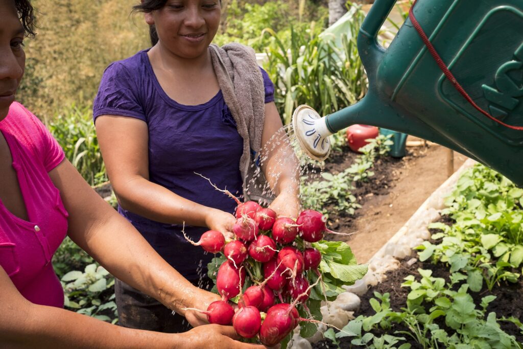 Two women wash vegetables in the community garden with a watering can