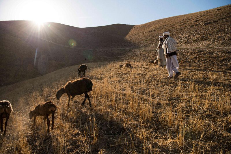 farmer stands in field with livestock