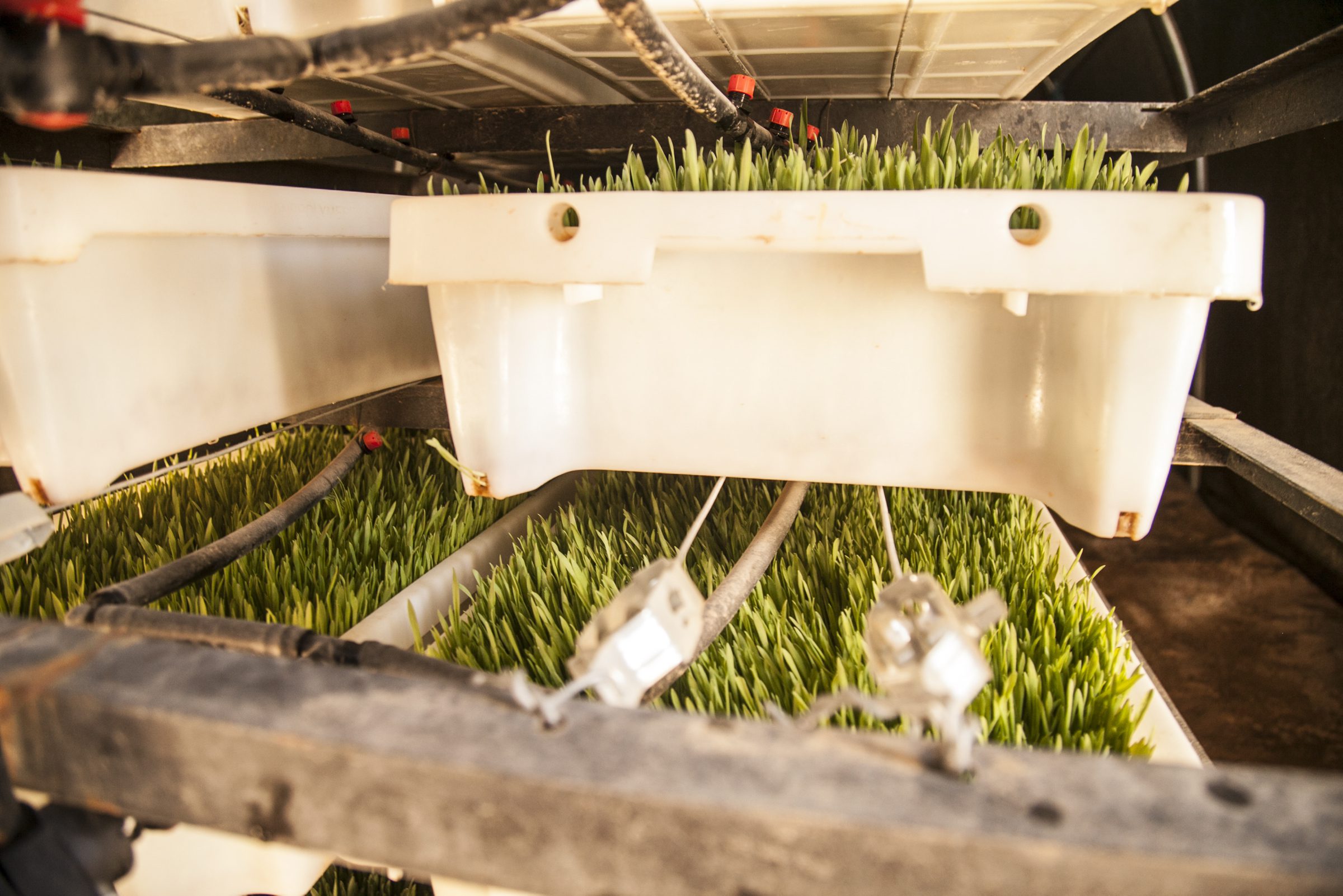 Bins of fresh grass can go from seed to shoot in a matter of days.