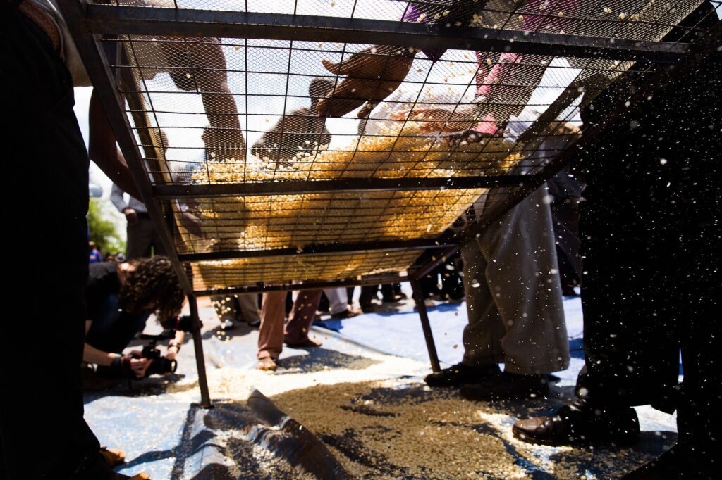 Pieces of unused grain are sifted through the metal netting of a mechanical sifter
