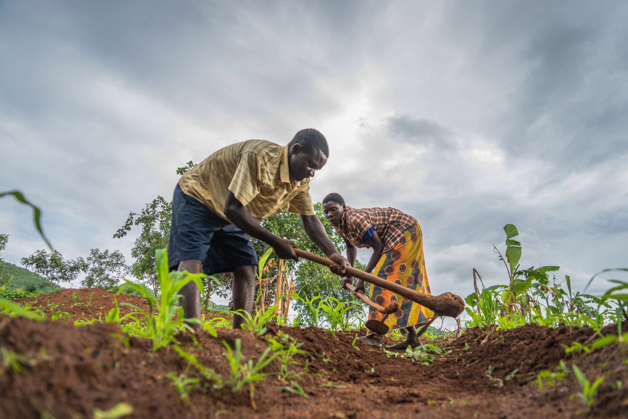 Malawi, Mwandama, Zomba District. 19 December 2017.

Over the last two years Zioni and Grace have faced the worst drought they can remember and they received food assistance from the World Food Programme. Now they have been transitioned to WFPs multiyear resilience programme with the aim of enabling them to withstand against future shocks while improving their adaptation capacities.

I now know how to make compost and I also received seeds to grow my own vegetable garden. Every week, I go to the market to sell tomatoes, pumpkins, mangos, bananas and wild fruits. We are still growing, but for now, we do not need food assistance, she adds. 

In the Photo: Zioni and her husband working on their farm. 

Photo: WFP/Badre Bahaji