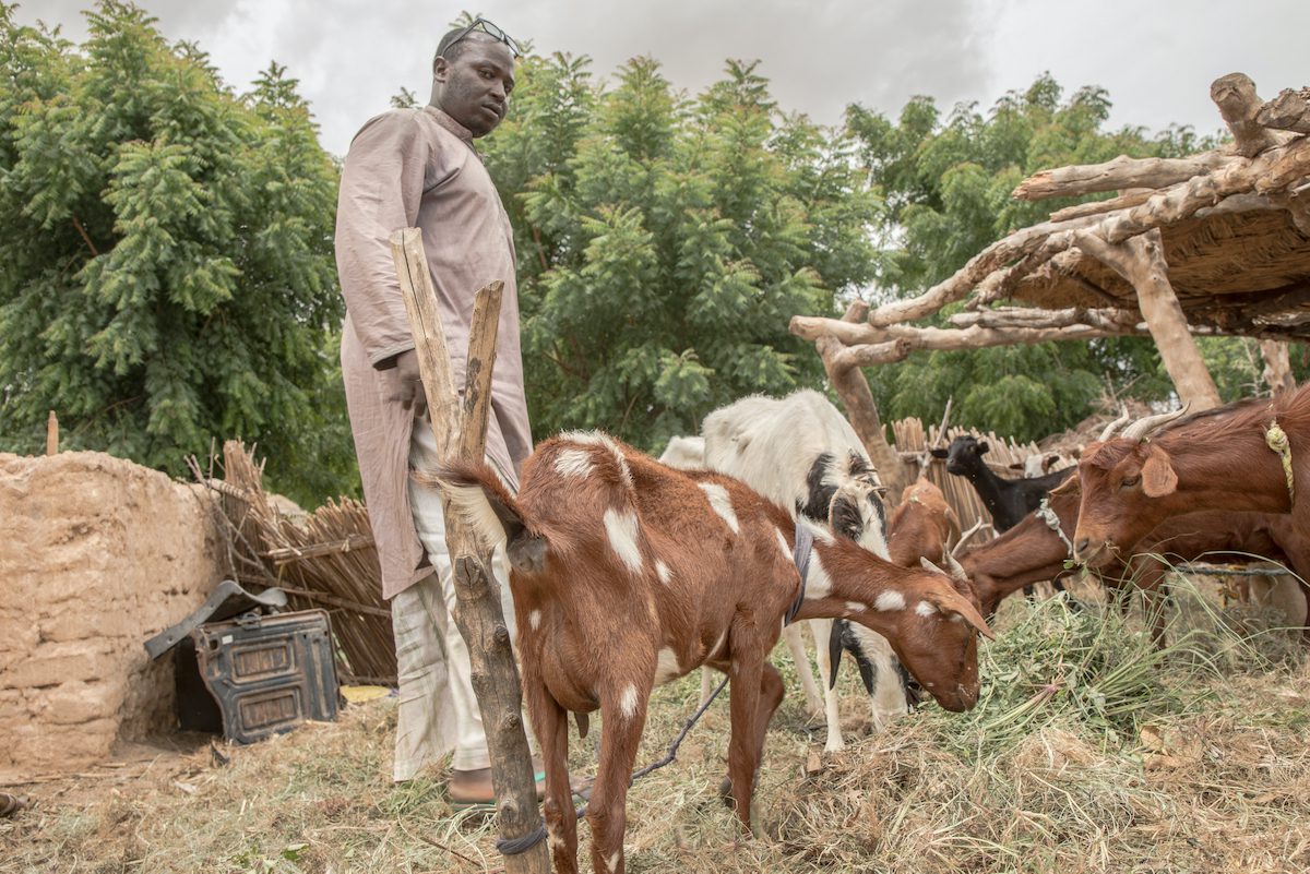 A man stands on a hillside surrounded by goats.