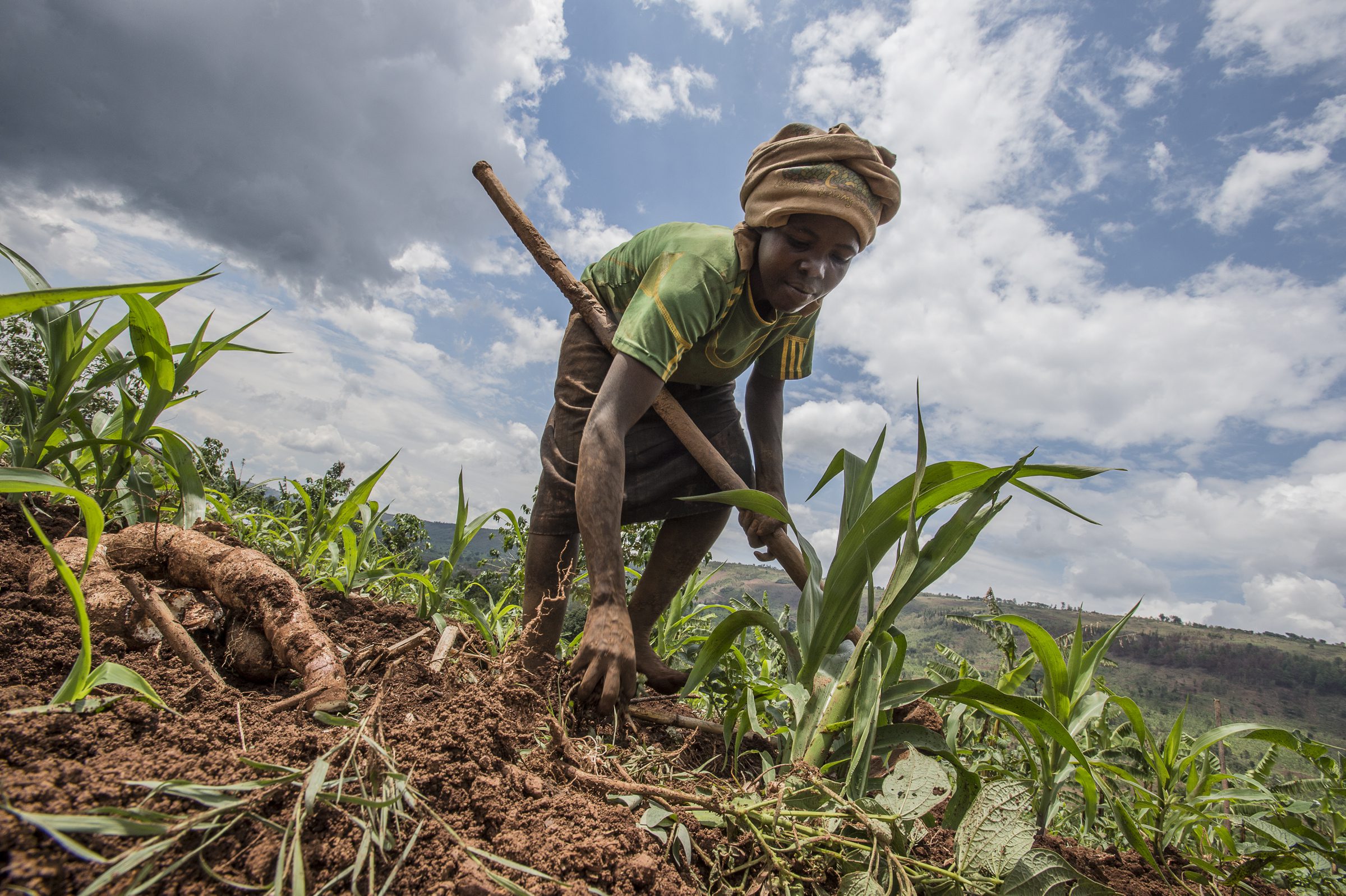 Rwanda, Rukiri village, Gisagara sector in Ngoma District, 7th November 2016

WFP is building on the progress made by the purchase for progress (P4P) initiative in supporting the Ministry of Agriculture to strengthen its ability to assist small-holder farmers access to markets, while also enhancing their capacity in post-harvest handling, storage, commodity tracking, and management of the national strategic food reserves. 

Joyce 47, has five children. She lives in Rukiri village, Gisagara sector in Ngoma District (Eastern Rwanda). She is a small-scale farmer and is a member of the KOREMU farmers organisation (cooperative) that benefits from the technical expertise provided by WFP. The Murama farmers organisation was established in 2011, accredited by National cooperatives Union. KOREMU counts 350 members, out of which 48.5 percent are women.

As a consequence of the erratic climate patterns the rainy season started late and the crops that Joyce planted are behind the usual growth pattern, the phenomenon extends the duration of the lean season so by consequence food prices are higher than the average for the season. Joyce received a WFP subsidised plastic silo to store her harvested crops. Through training and coaching and help from fellow farmers who monitor each other to help reduce post-harvest losses by reducing exposure to moisture and deterioration. With the improved post-harvest handling techniques, members of the KOREMU farmers cooperative have doubled the produce sold to national markets at each harvest.

In the photo: Joyce&#039;s neighbour helps working in her maize field.

Photo: WFP/Rein Skullerud
