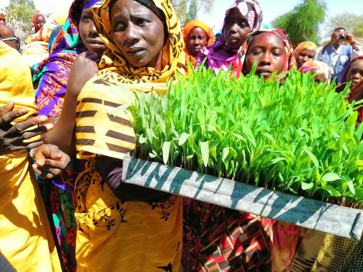 Sudan, Belail camp, 13 November 2018

In the Photo: Mariam carries her first green tray of fodder home.

Many years ago, the conflict in Darfur forced Mariam Adam Mohamed and her family to flee their village in Serf Omra in search for safety. After a long journey, the family found its way to Belail camp. The camp has been home ever since.
Some of Mariam&#039;s eight children were born in there. Not surprisingly, they are more familiar with life in the camp than in the village of their motherÕs origin. After she had fled, Mariam returned to her village only once to meet her parents, siblings and extended family.

The project provides a safer environment for women like Mariam who raise animals at home. They can now avoid walking to collect fodder outside the camp, where they can be exposed to different types of violence, including theft, rape or even abduction. It also helps to reduce the potential for grazing land disputes that normally erupt during the lean season from July to December each year.
&quot;This project has helped unify and transform our community. We work together to clean trays and water the plants throughout the process. We even provide advice to each other regarding the well-being of our animals,&quot; says Mariam.

Photo: WFP/Abdulaziz Abdulmomin

Belail camp is home to some 28,000 people, including a mixture of internally displaced people (IDPs) and 4,000 South Sudanese refugees. While some had returned to South Sudan, many were forced back to the camp due to further conflict in 2013. Again, they sought shelter in the same camp, but this time and as Sudan was split into two countries — they are coming back as refugees.

The World Food Programme (WFP) is finding new ways to engage women in the camp, beyond its traditional food assistance. More than 100 women are now benefiting from the newly introduced Hydroponics Project.

WFP has been piloting this innovative, environmentally friendly project in the camp to help its residents grow plants without the need for