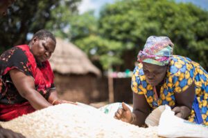 Two women sort through a pile of corn.