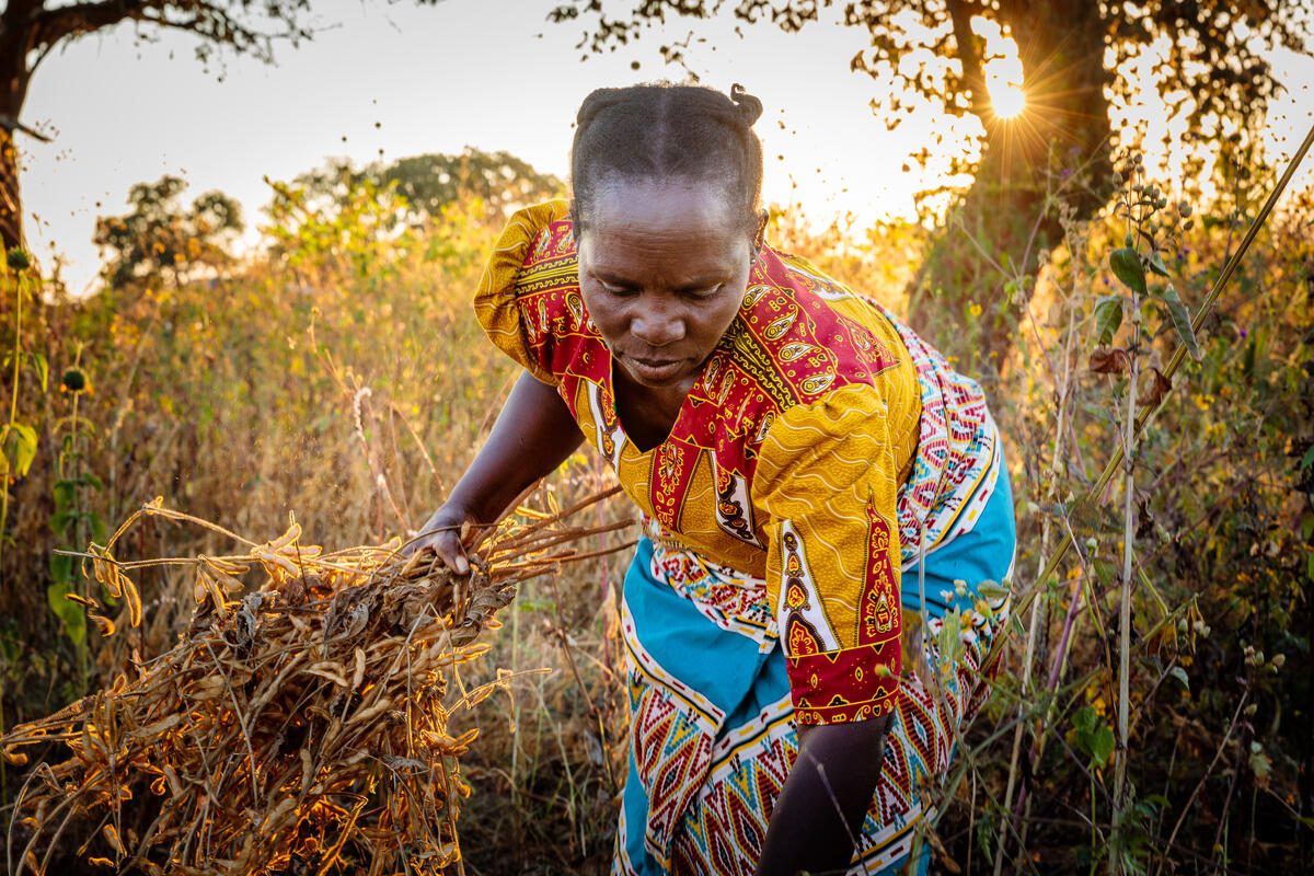 Emeldah farming in Zambia