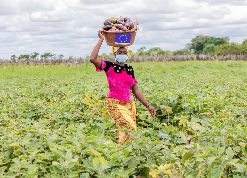 Fadima keita, member of the market gardening group transporting harvested vegetables on her head in the farm

Market gardening activities through the European Union funded project, RESIGUI in Siguiri (Kankan)