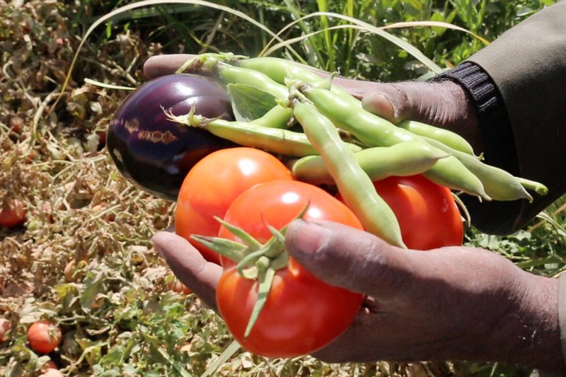 In the photo: In Southern Egypt, the Government and WFP are supporting smallholder farmers increase their resilience in the face of climate change. Farmers are supported to practice intercropping by growing fast-growing groups (like tomatoes, cucumber, eggplant and beans) between the lines of their main crop. This technique improves soil, helps protect the main crop from changes in temperature, and helps famers earn extra income while waiting for the harvest of the main crop.

WFP supports vulnerable communities in rural Upper Egypt and border governorates in improving their resilience to socio-economic shocks and climatic changes through various interventions including the rehabilitation of assets, technology transfer and diversification of incomes. Activities that do not entail human interaction are continuing during the COVID-19 crisis while group activities such as awareness-raising sessions have been put on hold based on the Government’s curfews and suspension of public gatherings.