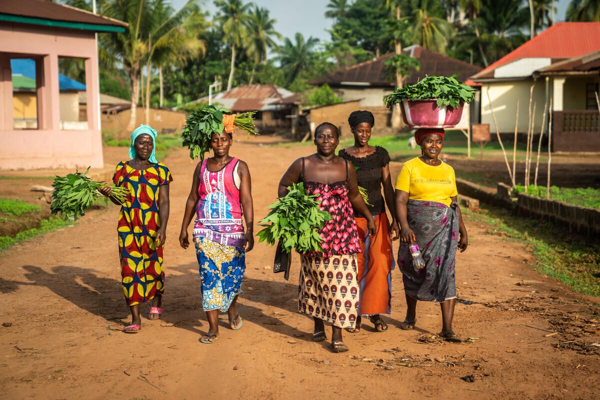 Smallholder farmers carrying freshly harvested potato leaves in Tawuya Community. These farmers are being supported by WFP to cultivate fresh vegetables and legumes for the homegrown school feeding pilot project.

WFP is connecting  the farmers with school feeding programs which purchase fresh produce daily. WFP is also supporting the farmers with seeds as well as training and farming tools.

In its efforts to expand school feeding and extend its potential benefits to more nationals, the Government of Sierra Leone recently launched a policy emphasizing a transition to a better kind of school feeding (home-grown). Collaborating with the Japan International Development Cooperation, the World Food Programme then took a step to implement a pilot that might show the country how to achieve its aspirations, gradually. In the pilot, WFP has connected smallholder farmers to the local schools to supply them with surplus vegetables daily, as well as surplus rice. WFP transfers cash to schools to make these purchases.