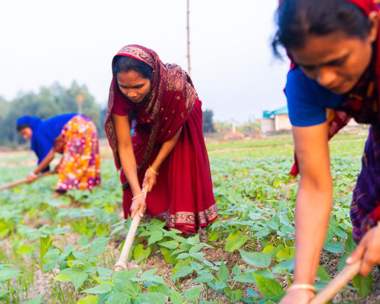 female farmers in the field