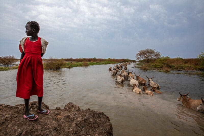 Girl watches as cattle cross flooded waters