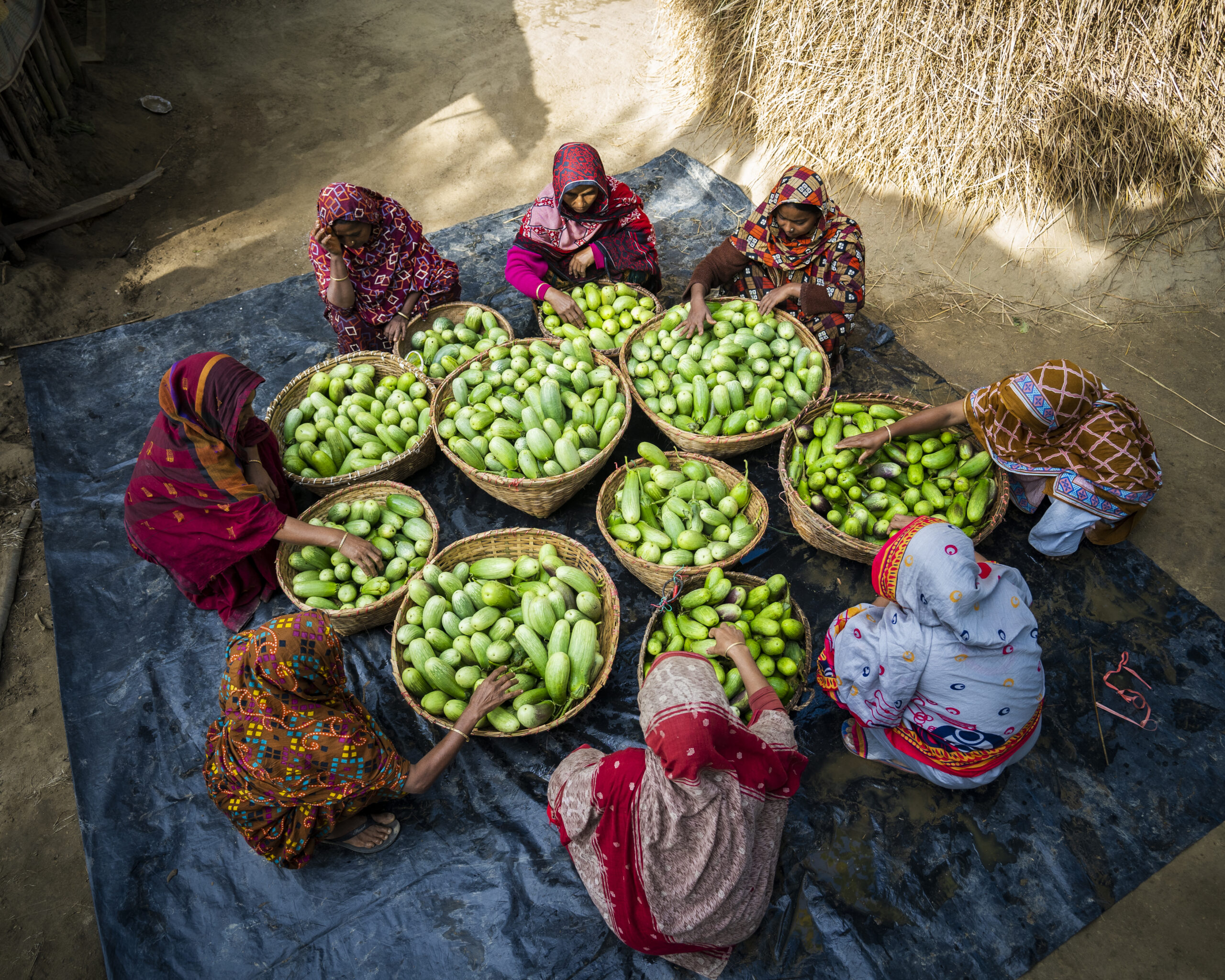 Hason Ara and other SHG members sorting freshly collected eggplants