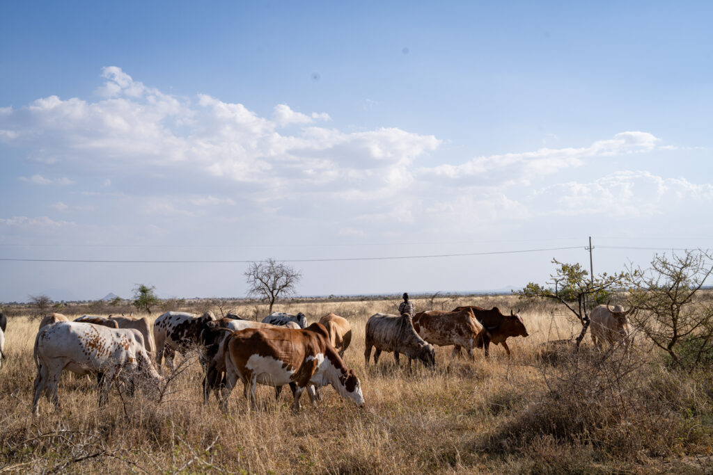 Livestock in Uganda